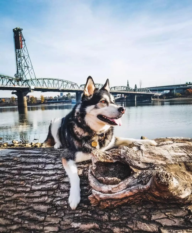 Best Dog Friendly Restaurants Portland