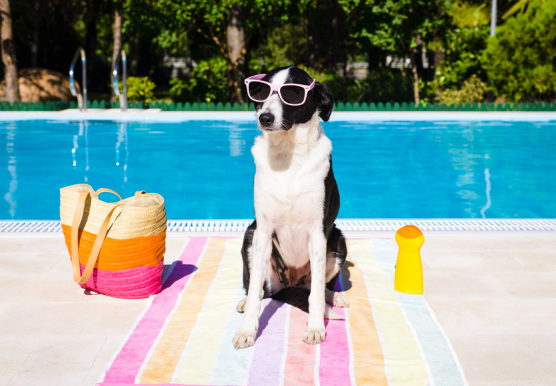 Best Dog Friendly Vacations On The East Coast