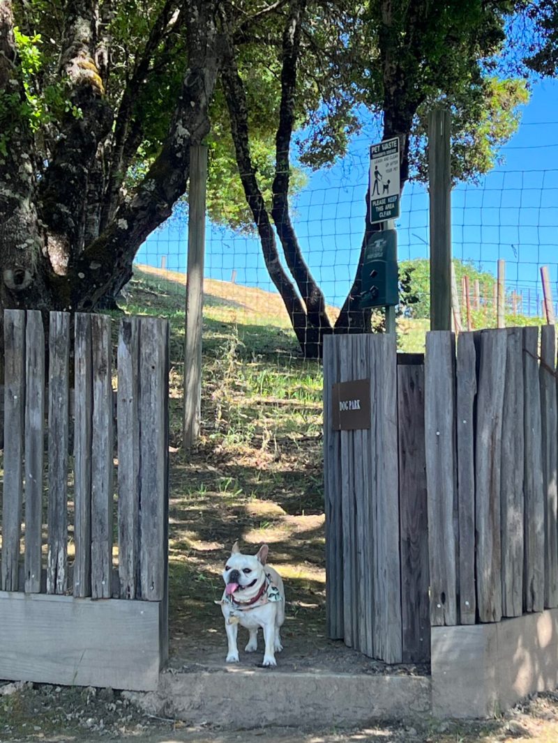 Best Dog Friendly Wineries In Paso Robles