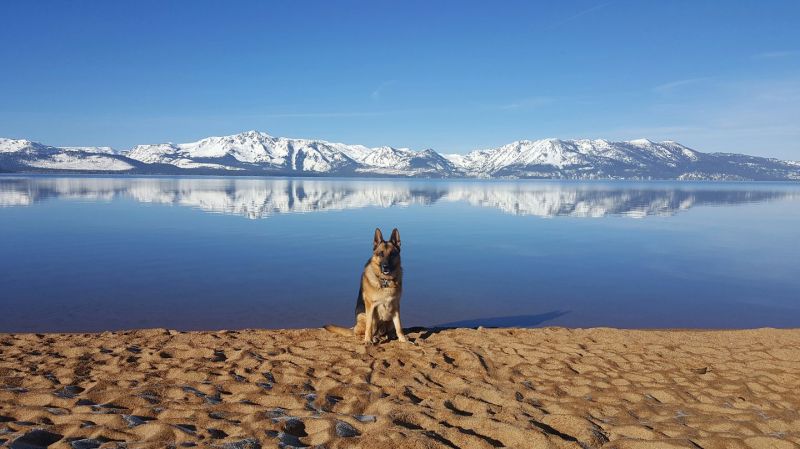 Best Dog Vacations In California