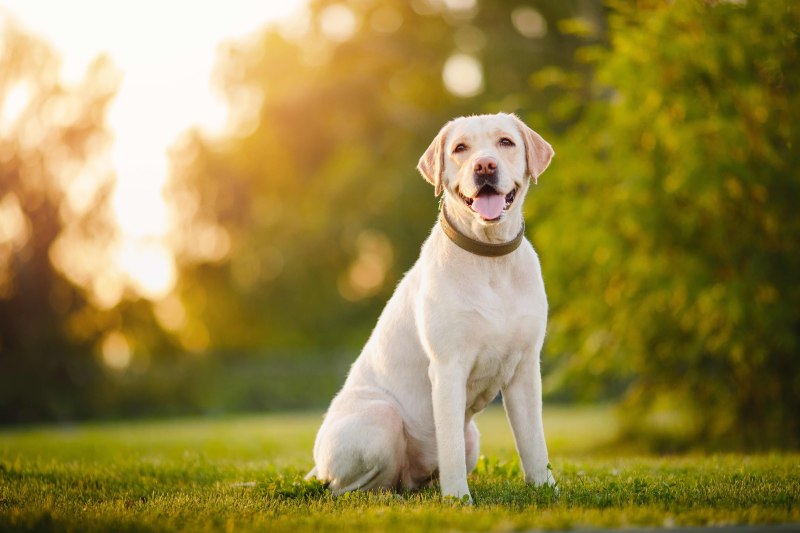 Best Friendly Dog For Home