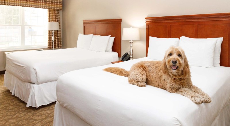 Best Pet Friendly Resorts Maine