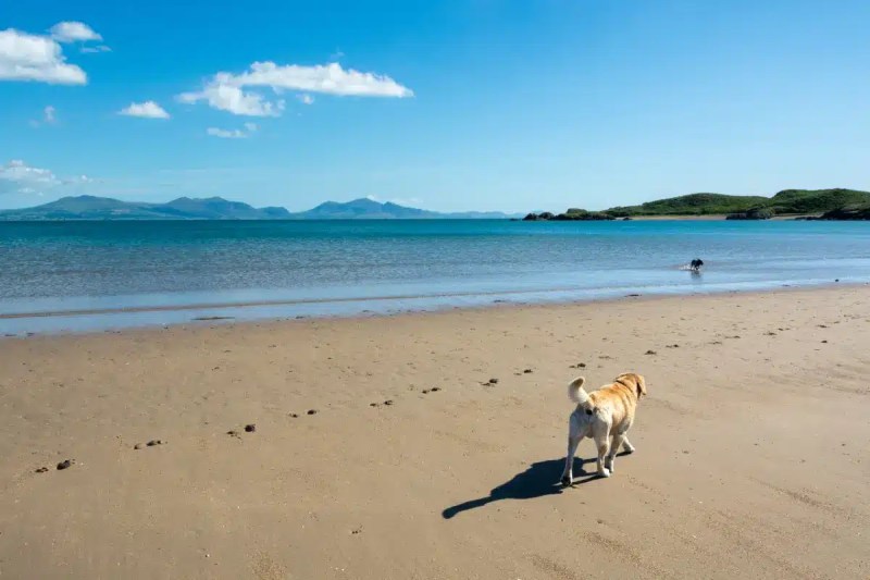 Dog Friendly Beaches East Coast