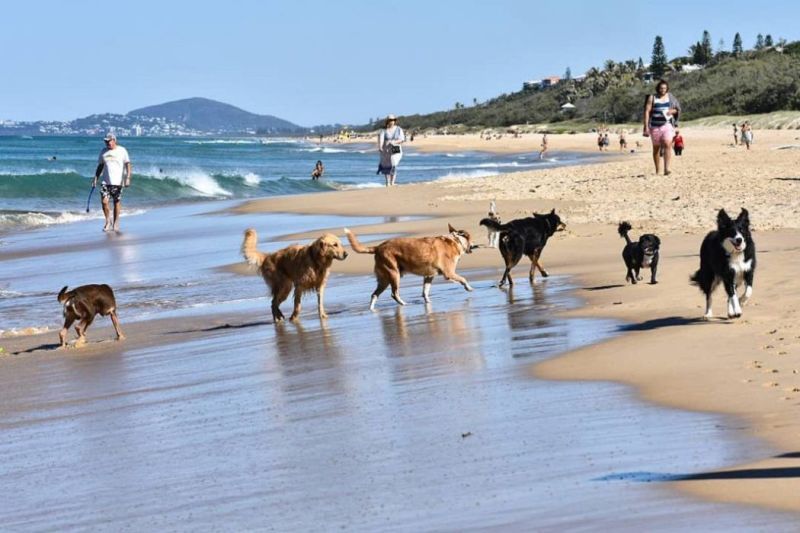 Dog Friendly Beaches Near Me In Summer