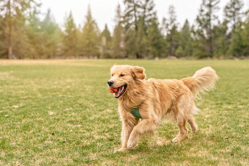 Dog Friendly Hiking Trails Near Knoxville Tn