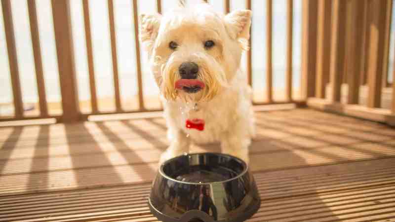 Dog Friendly Holidays Bournemouth