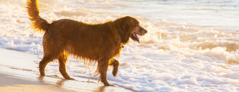 Dog Friendly Holidays Uk 2023