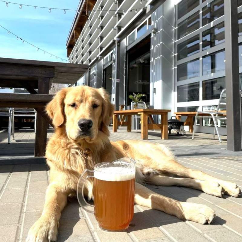 Dog Friendly Hotel Kelowna