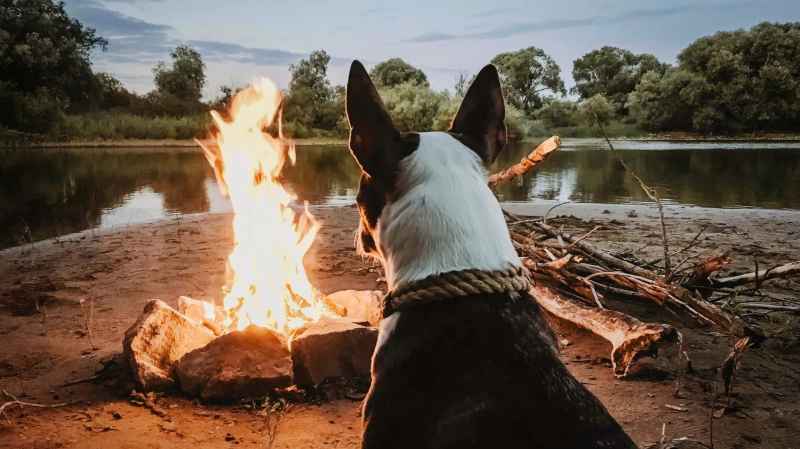 Dog Friendly Places To Camp Near Me