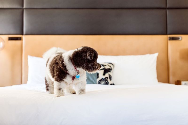 Dog Friendly Resorts Washington