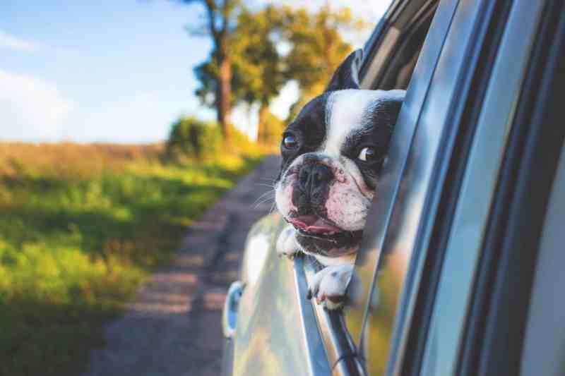 Dog Friendly Road Trips East Coast