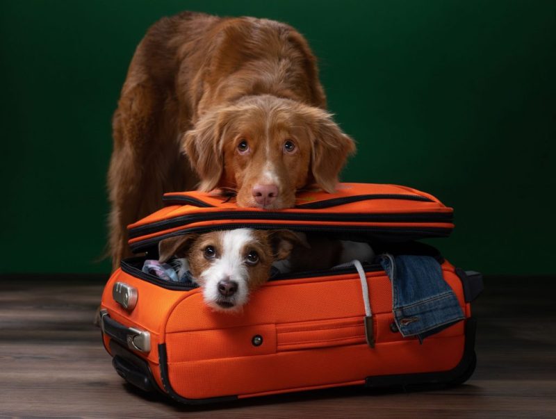 Dog Friendly Travel Options