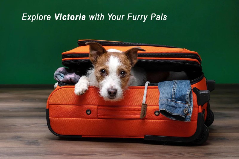 Dog Friendly Trips Victoria