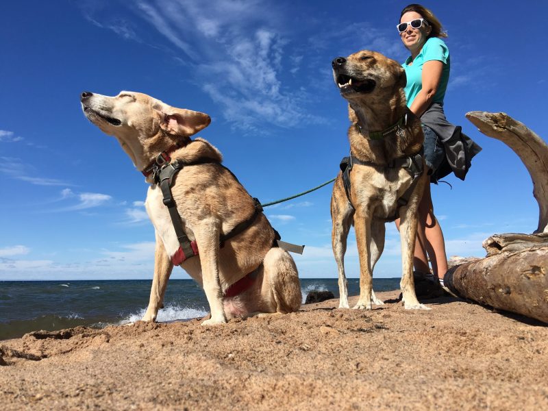 Dog Friendly Vacations East Coast