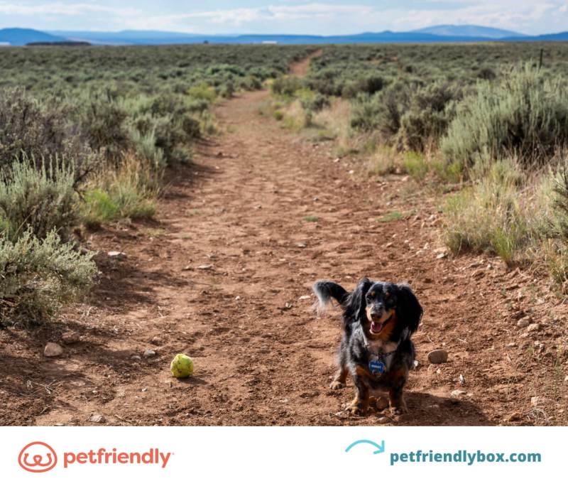 Dog Friendly Vacations In Arizona