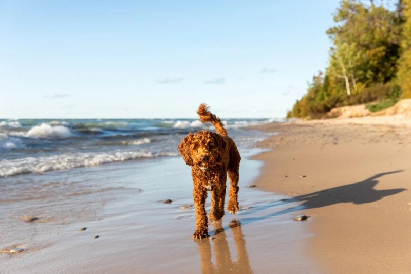 Dog Friendly Vacations In The Midwest