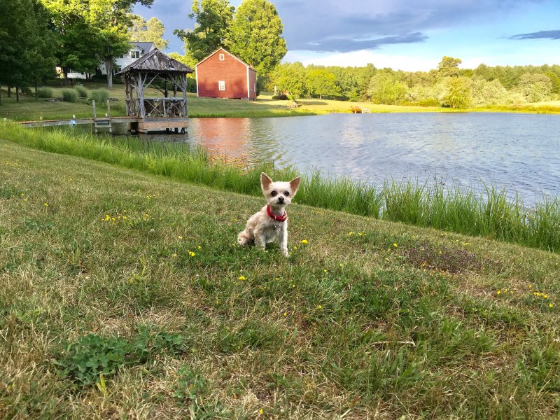 Dog Friendly Vacations Upstate Ny