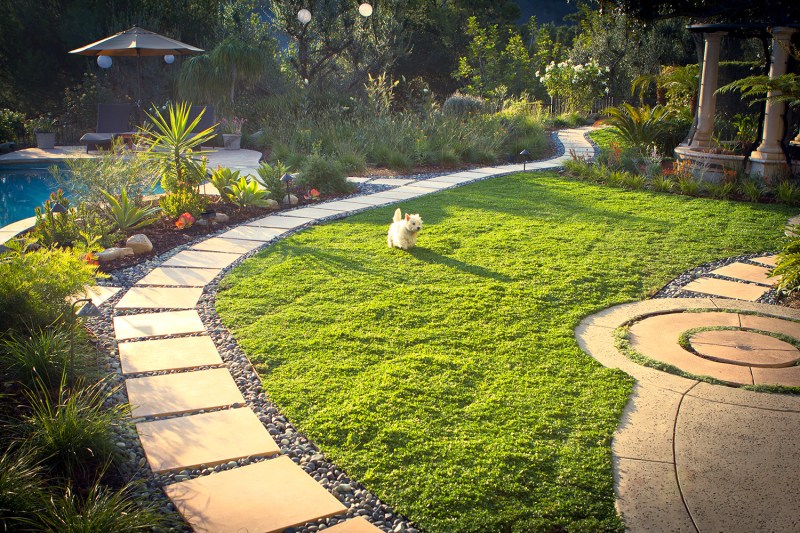 Low Maintenance Dog Friendly Backyard Ground Cover