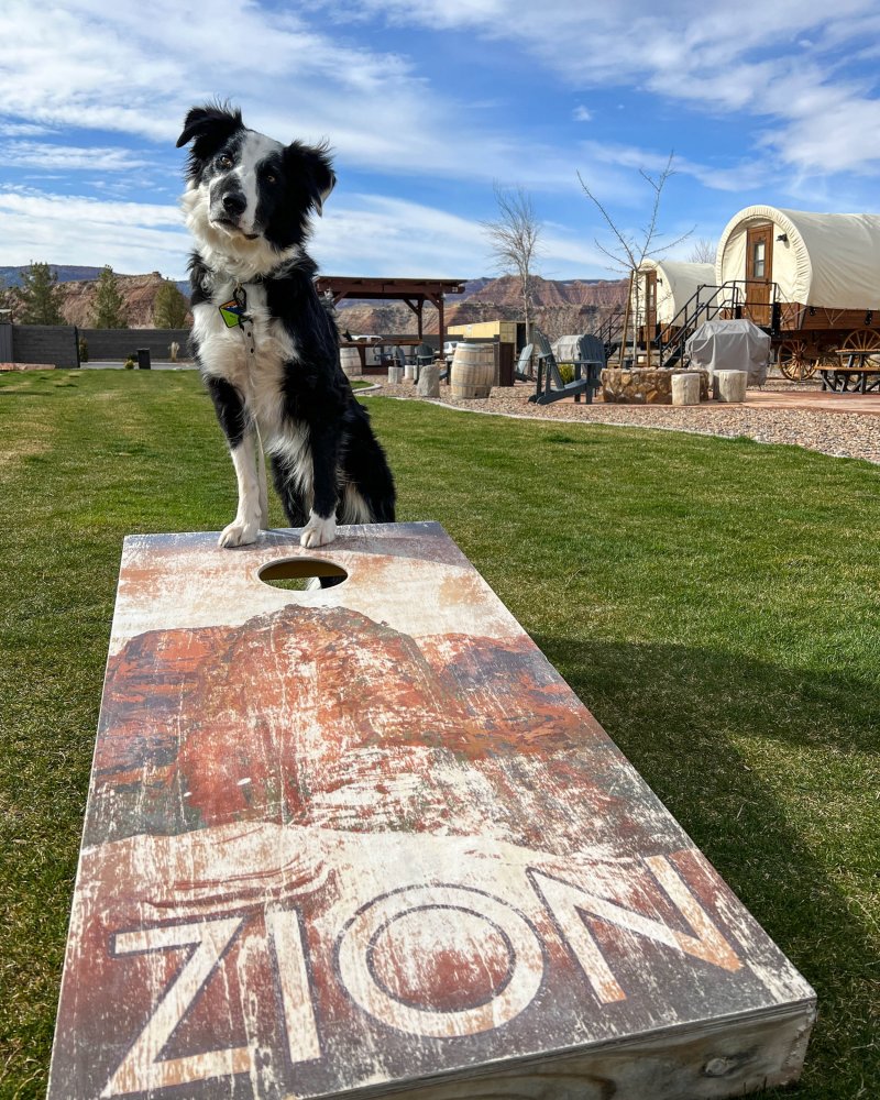 Pet Friendly Lodging Zion Ut