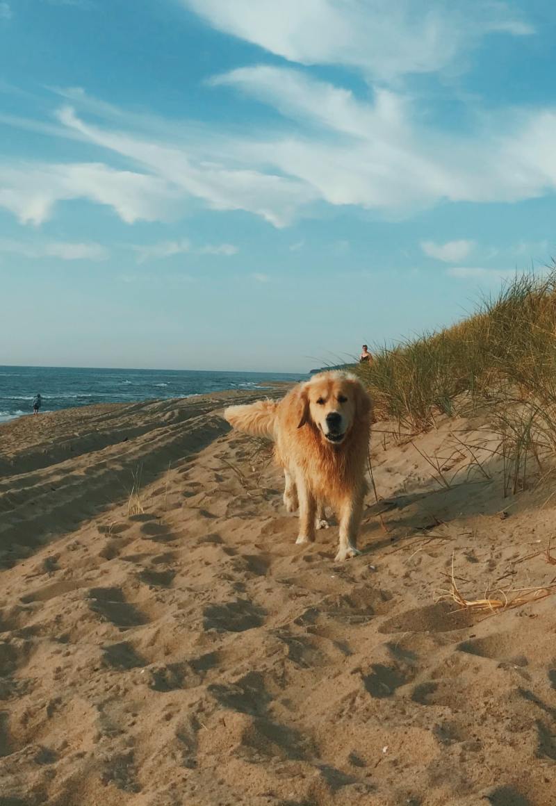 Vacation Spots With Dogs Near Me