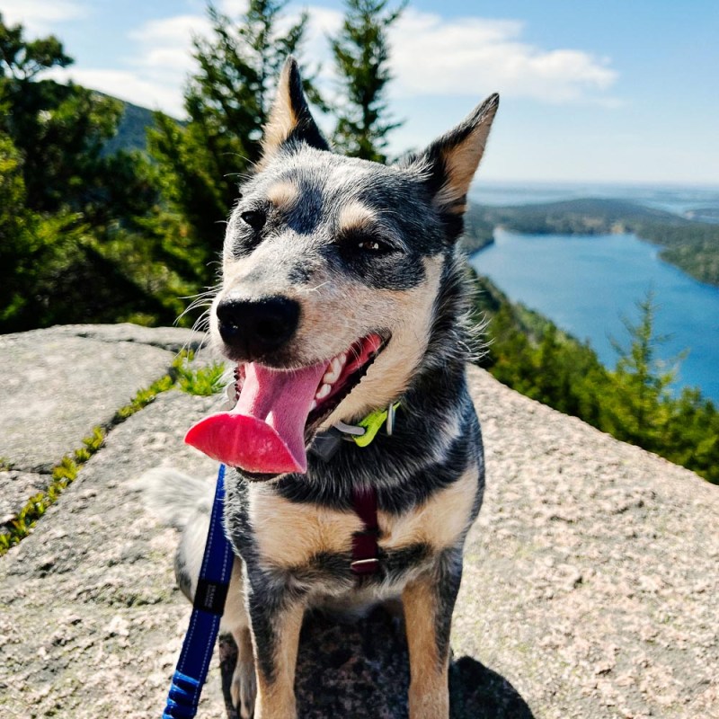 Vacation Spots You Can Take Your Dog