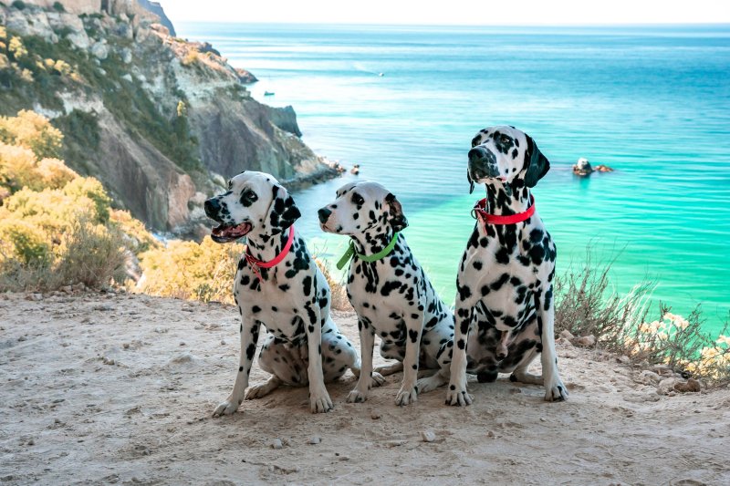 Vacations For Singles With Dogs