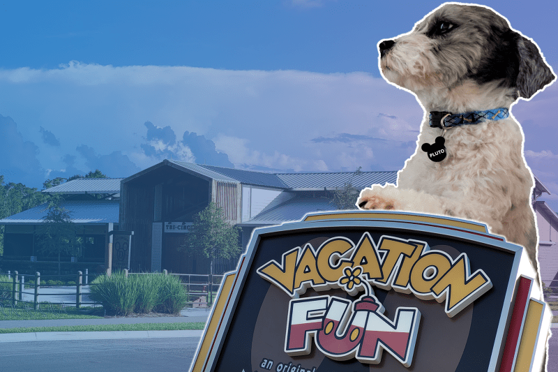 Vacations With Dogs In California