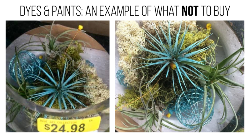 What To Do With Plants When You Go On Vacation